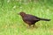 Thrush on lawn, looking for food