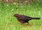 Thrush on lawn, looking for food