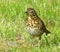 Thrush, Mistle, on sunlit lawn.