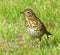 Thrush, Mistle, on sunlit lawn.