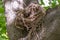 Thrush nest on a tree