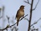 Thrush nightingale Luscinia luscinia