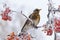 Thrush siting on a rowan tree