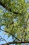 Thrush sits on a tree branch on a sunny day