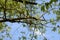 Thrush sits on a tree branch on a sunny day