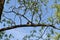 Thrush sits on a tree branch on a sunny day