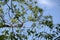 Thrush sits on a tree branch on a sunny day