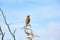 Thrush sitting on dead flax flower