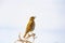 Thrush sitting on dead flax flower