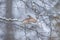 Thrush in a snowy winter forest