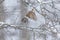 Thrush in a snowy winter forest