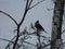 The Thrush, Turdus on a branch of berry mountain ash. Rowan aucuparia tree background