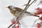 A thrush, Turdus philomelos, on a twig of a rowan tree