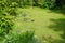 Thrush walks on the lawn in the garden in early June. Berlin, Germany