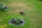 Thrush walks on the lawn in the garden in July. Berlin, Germany