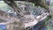 Thrush White-browed Turdus iliacus in nest