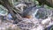 Thrush White-browed Turdus iliacus in nest