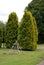 Thuja