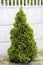 Thuja