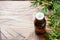 Thuja aroma essential oil in a glass jar on wooden background. Copy space. Selective focus