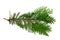 Thuja branch