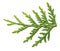 Thuja branch close up isolated