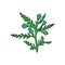 Thuja branch with cones. Hand drawn illustration on white background