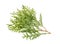 Thuja branch isolated