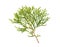 Thuja branch isolated