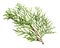 Thuja branch isolated on white background. Cypress plant on white. Cedar branch isolated on white background, top view