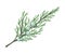 Thuja branch with rare leaves. Vector illustration.