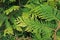 Thuja branches close up