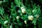 Thuja branches, cypress fruits close up photography. Blurred background.