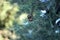 Thuja branches, cypress fruits close up photography. Blurred background.