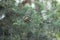 Thuja branches, cypress fruits close up photography. Blurred background.