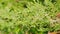 Thuja Branches On A Windy Day. Floriculture And Horticulture. Selective focus. Rack focus.