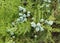 Thuja branches with young fruits