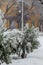 Thuja bush, thuya shrub covered with snow on winter landscape background, vertical shot