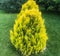 Thuja bush yellow on a green meadow