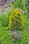 Thuja - coniferous evergreen plant in garden landscape near flowerbed