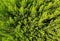 Thuja, decorative tree branches of shrub close-up, background of plant