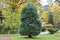 Thuja east blue Platycladus orientalis L. Franco Franco grows in the square