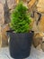 thuja emerald, landscaping, ornamental plants, perennial plants, green