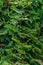 thuja emerald twigs with visible texture. background