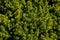 Thuja Evergreen Pine Tree Branch Close. Coniferous Green Wood Background. Outdoor Botanical Garden Detail Decorative