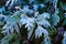 Thuja during the first frost. Frosted, white. Sunny morning