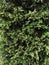 Thuja foliage. conifer background. Israeli vegetation