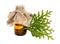 Thuja foliage with essential oil. Isolated.