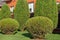 Thuja in the form of a ball in the home garden, topiary of conifers