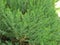 THUJA ;GENUS OF CONIFEROUS TREES ,FAMILY; CUPRESSACEAE ,GENUS; MONOPHYLATIC